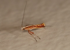 Macarostola polyplaca