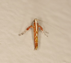 Macarostola polyplaca