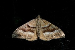 Hydriomena deltoidata