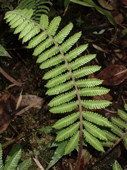 Dryopteridaceae