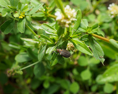 Neolochmaea dilatipennis