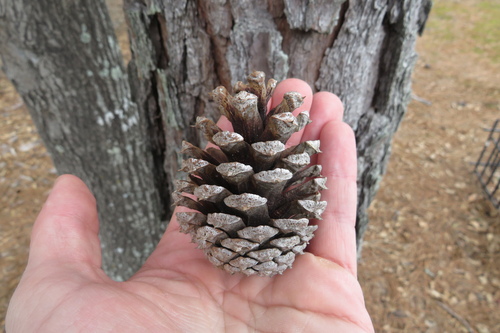 Pinus echinata × taeda