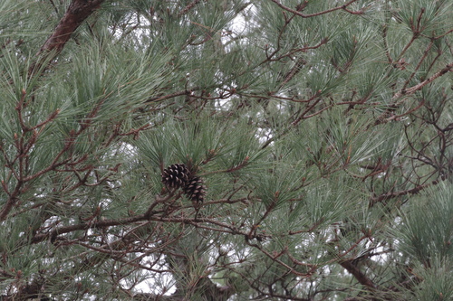 Pinus echinata × taeda