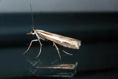 Orocrambus vittellus