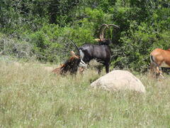 Hippotragus niger niger