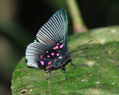 Lyropteryx apollonia