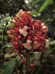 Zingiberaceae