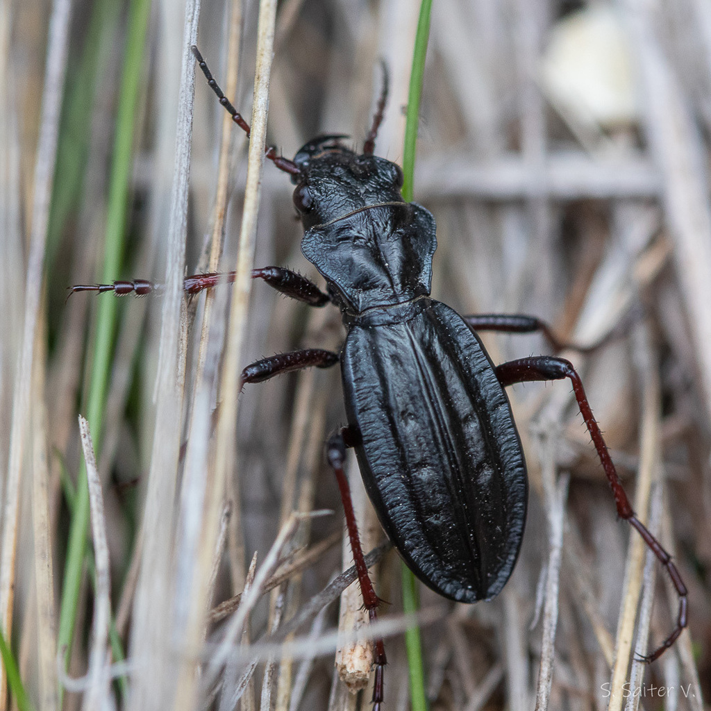 Nothofagus Tiger Beetle