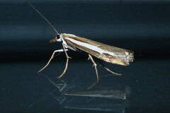 Orocrambus vittellus