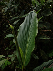 Zingiberaceae