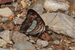 Adelpha iphiclus