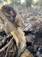 Helvella maculata