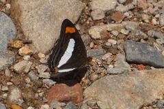 Adelpha iphiclus