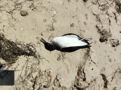 Puffinus gavia
