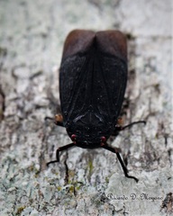 Acraephia perspicillata