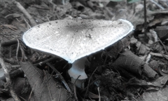 Agaricus moelleri