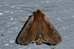 Ichneutica atristriga