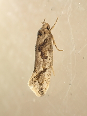 Tingena hemimochla