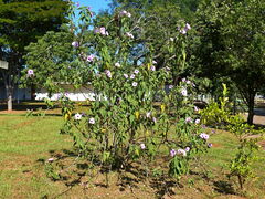 Rubroserrata ecbatana