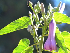 Rubroserrata ecbatana