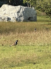 Vanellus indicus atronuchalis