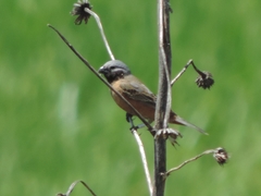 Sporophila ruficollis
