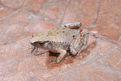 Lae Mehely Frog photo 2