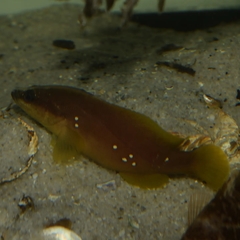 Rypticus maculatus