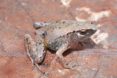 Lae Mehely Frog photo 1
