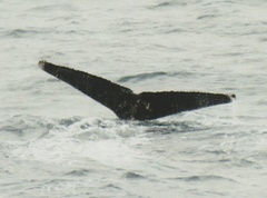 Megaptera novaeangliae australis