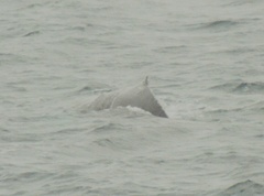 Megaptera novaeangliae australis