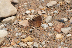 Marpesia furcula