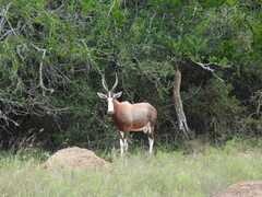 Damaliscus pygargus phillipsi