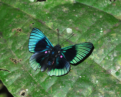 Lyropteryx apollonia