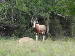 Damaliscus pygargus phillipsi