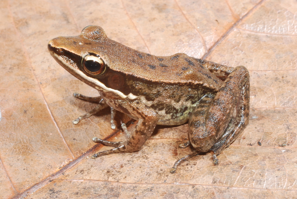Papua Frog