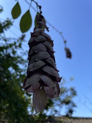 Gmelina philippensis