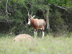 Damaliscus pygargus phillipsi
