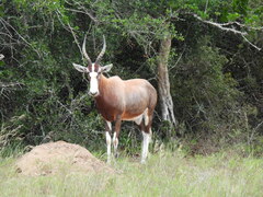 Damaliscus pygargus phillipsi