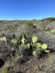 Opuntia oricola