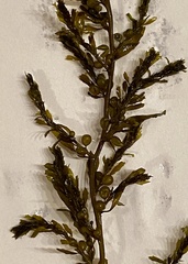 Sargassum muticum