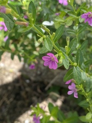 Cuphea carthagenensis