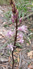 Dipodium pardalinum