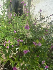 Cuphea carthagenensis