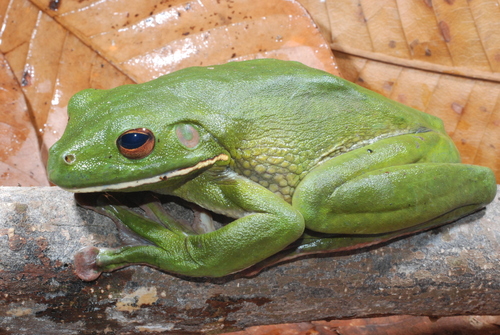 Nyctimystes infrafrenatus observed 2008-07-20
