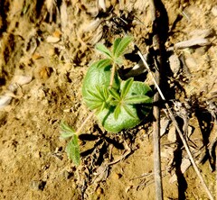 Lupinus microcarpus