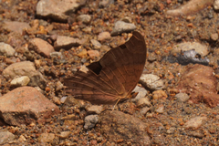 Marpesia furcula
