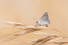 Tharsalea xanthoides