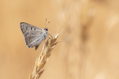 Tharsalea xanthoides