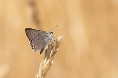 Tharsalea xanthoides